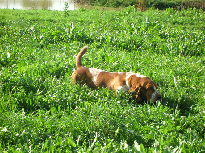 Basset hound : Arpge