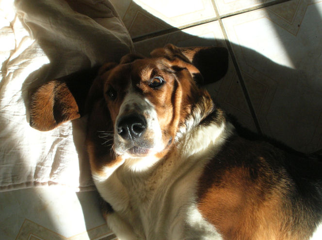 Basset hound : Bambou