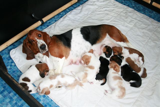 Nos bbs basset hounds