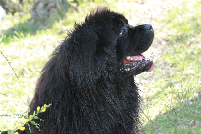 Terre-neuve : Blues