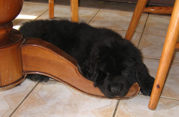 Terre-neuve : Calypso