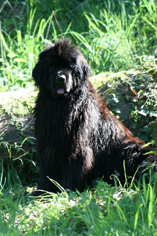 Calypso