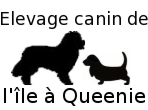 Terre-neuve et Basset hound