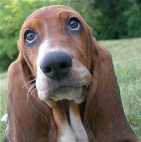 Basset hound : Louna