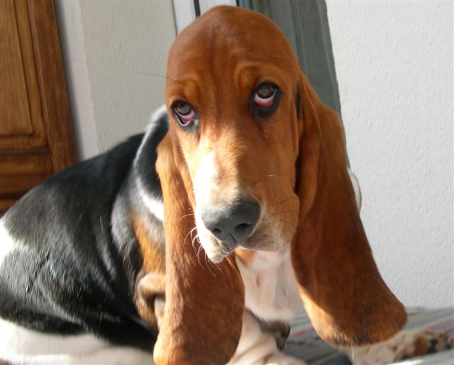 Basset hound