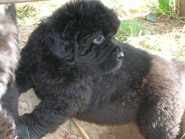 Bohme