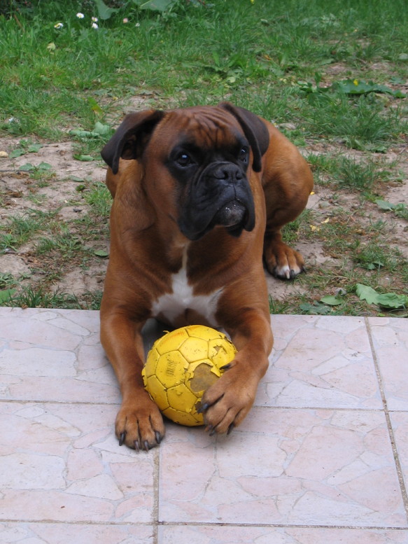 Valdes