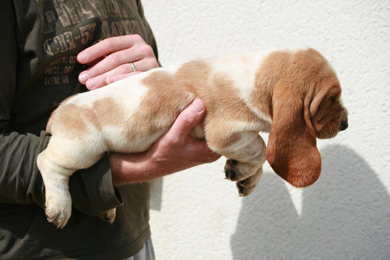 Dolce