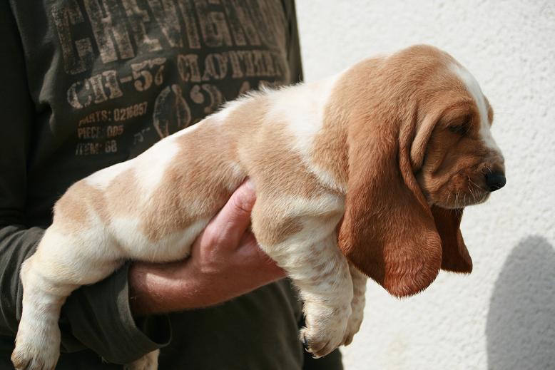 Dolce
