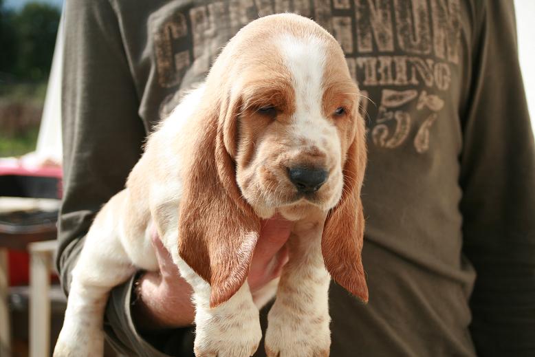 Dolce