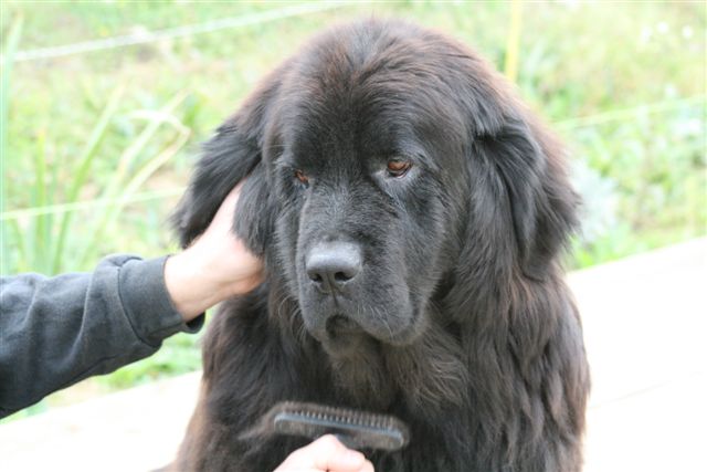 Uma