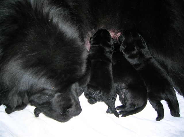 Uma